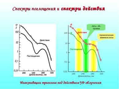 Спектры поглощения и спектры действия Длина волны, нм 100 10 1 0,1 0,01 s s И...