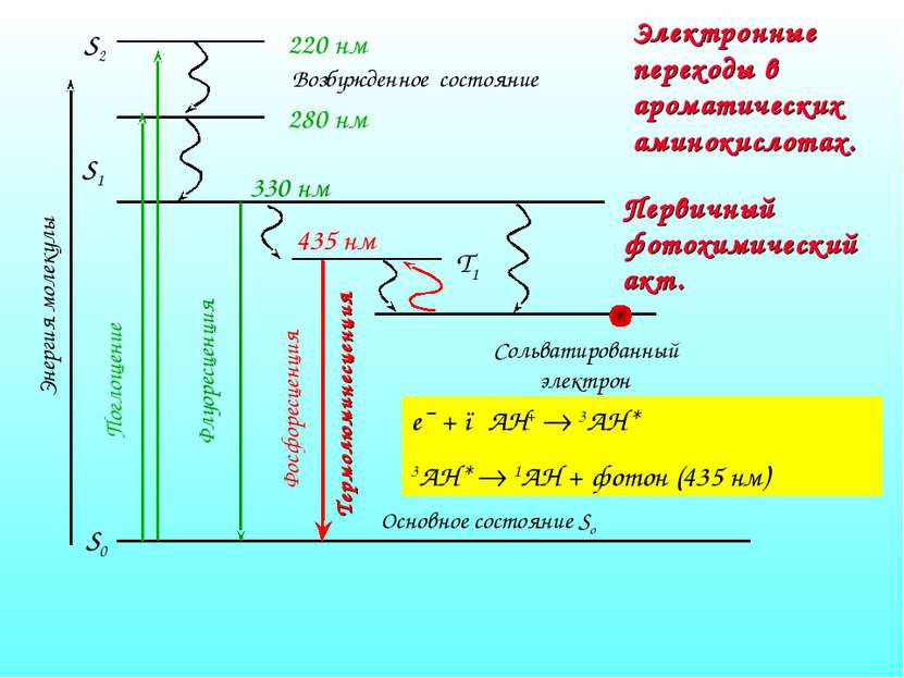 Электронные переходы в ароматических аминокислотах. e¯ + ●AH+ 3AH* 3AH* 1AH +...