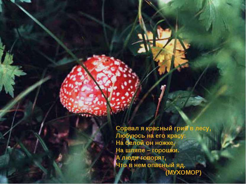 Сорвал я красный гриб в лесу, Любуюсь на его красу: На белой он ножке, На шля...