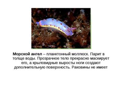 Морской ангел – планктонный моллюск. Парит в толще воды. Прозрачное тело прек...