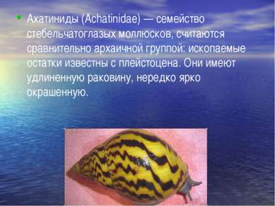 Ахатиниды (Achatinidae) — семейство стебельчатоглазых моллюсков, считаются ср...
