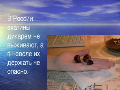 В России ахатины дикарем не выживают, а в неволе их держать не опасно.