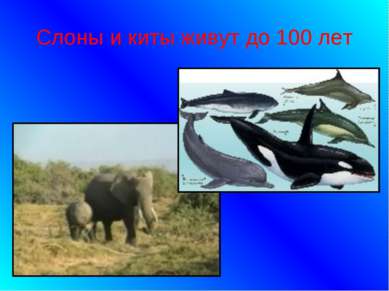Слоны и киты живут до 100 лет