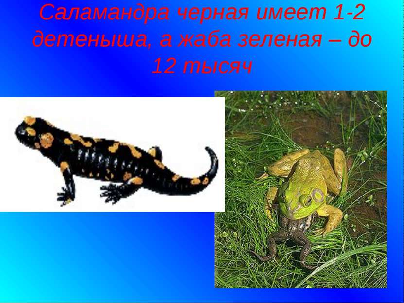 Саламандра черная имеет 1-2 детеныша, а жаба зеленая – до 12 тысяч