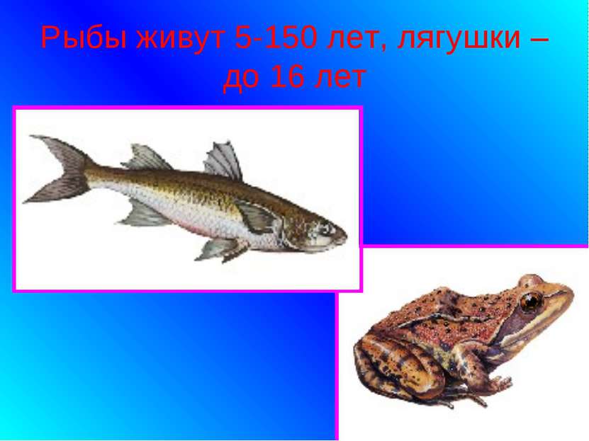 Рыбы живут 5-150 лет, лягушки – до 16 лет
