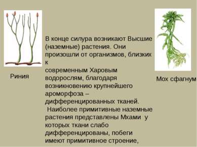В конце силура возникают Высшие (наземные) растения. Они произошли от организ...