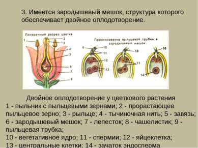 3. Имеется зародышевый мешок, структура которого обеспечивает двойное оплодот...