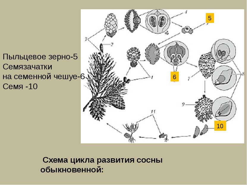 Пыльцевое зерно-5 Семязачатки на семенной чешуе-6 Семя -10 6 10 5 Схема цикла...