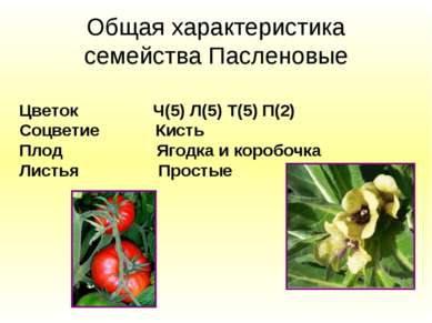 Общая характеристика семейства Пасленовые Цветок Ч(5) Л(5) Т(5) П(2) Соцветие...