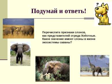 Подумай и ответь! Перечислите признаки слонов, как представителей отряда Хобо...