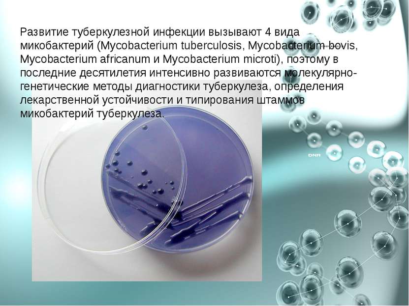 Развитие туберкулезной инфекции вызывают 4 вида микобактерий (Mycobacterium t...