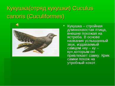 Кукушка(отряд кукушки) Cuculus canoris (Cuculiformes) Кукушка – стройная длин...