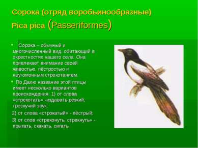 Сорока (отряд воробьинообразные) Pica pica (Passeriformes) Сорока – обычный и...