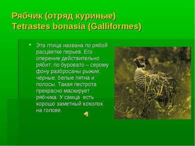 Рябчик (отряд куриные) Tetrastes bonasia (Galliformes) Эта птица названа по р...