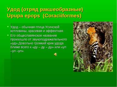 Удод (отряд ракшеобразные) Upupa epops (Coraciiformes) Удод – обычная птица У...