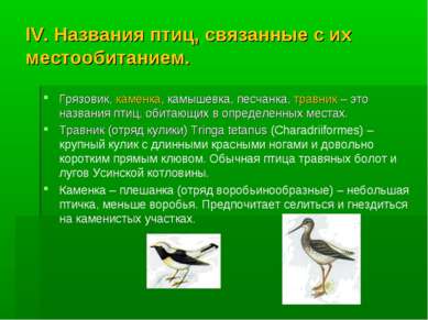 IV. Названия птиц, связанные с их местообитанием. Грязовик, каменка, камышевк...