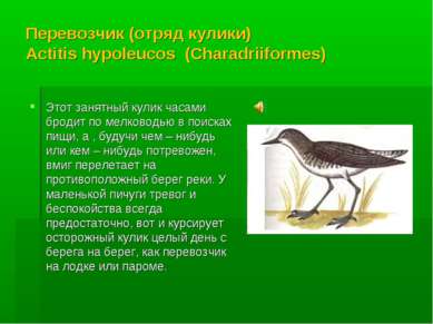 Перевозчик (отряд кулики) Actitis hypoleucos (Charadriiformes) Этот занятный ...
