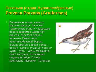 Погоныш (отряд Журавлеобразные) Porzana Porzana (Gruiformes) Перелётная птица...