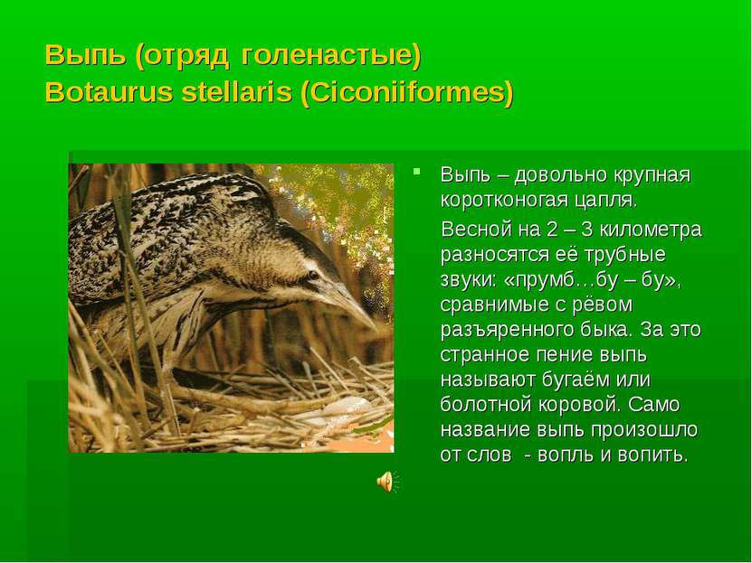 Выпь (отряд голенастые) Botaurus stellaris (Ciconiiformes) Выпь – довольно кр...