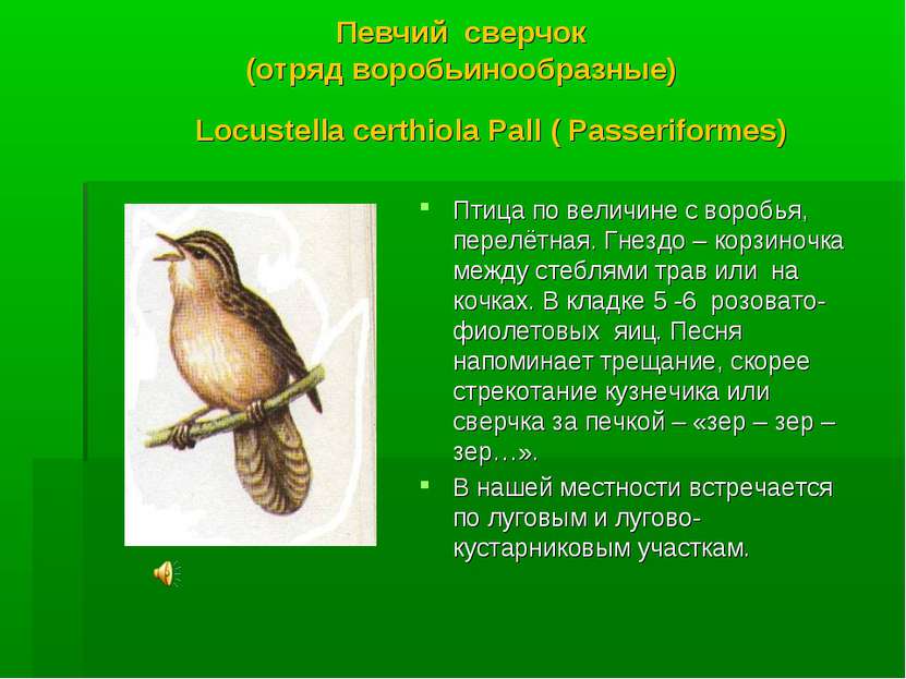 Певчий сверчок (отряд воробьинообразные) Locustella certhiola Pall ( Passerif...