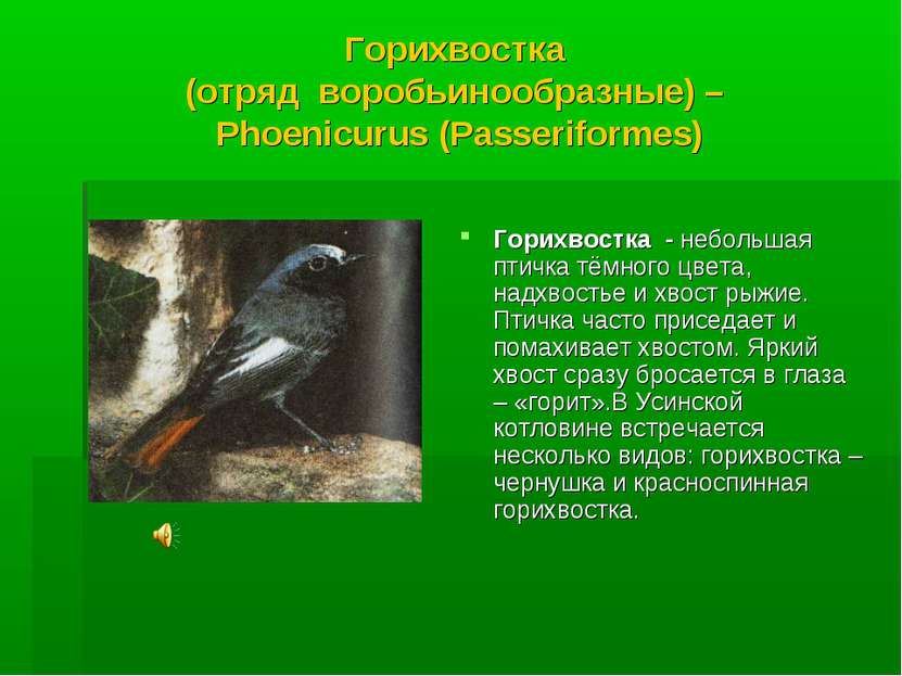 Горихвостка (отряд воробьинообразные) – Phoenicurus (Passeriformes) Горихвост...