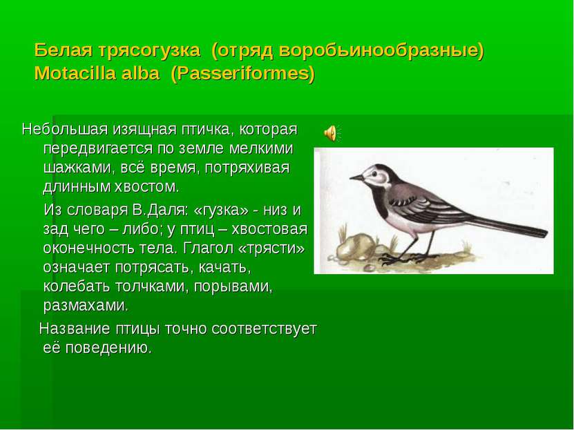 Белая трясогузка (отряд воробьинообразные) Motacilla alba (Passeriformes) Неб...