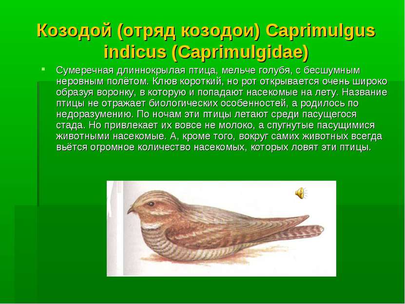 Козодой (отряд козодои) Caprimulgus indicus (Caprimulgidae) Сумеречная длинно...