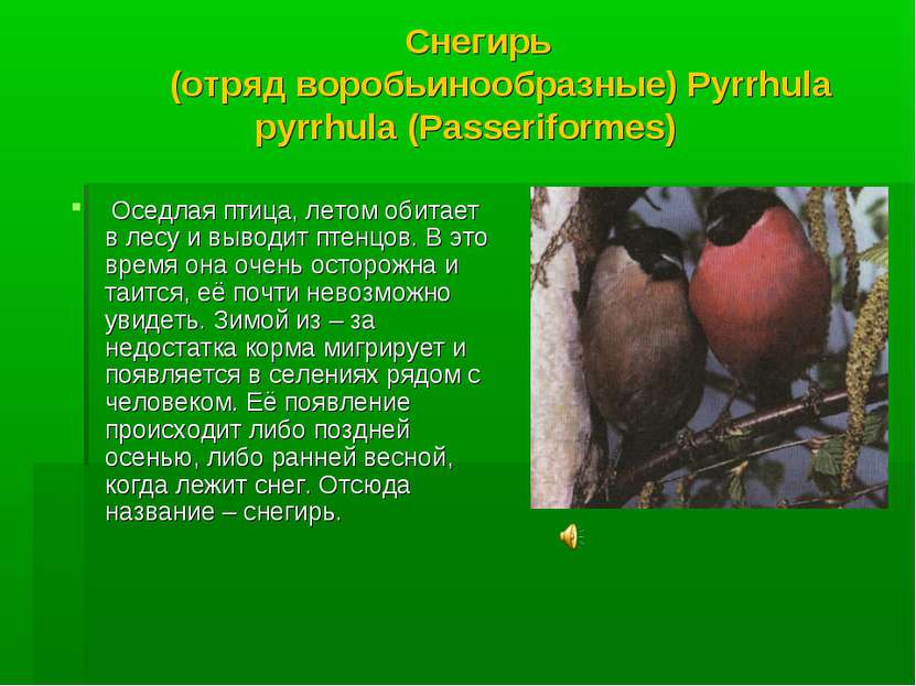 Снегирь (отряд воробьинообразные) Pyrrhula pyrrhula (Passeriformes) Оседлая п...