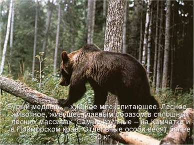 Бурый медведь – хищное млекопитающее. Лесное животное, живущее главным образо...