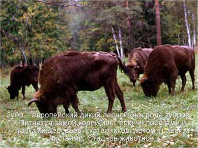 Зубр – европейский дикий лесной бык рода зубров. Питается зимой корой ивы, ос...