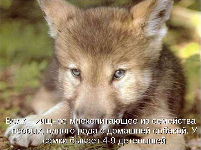 Волк – хищное млекопитающее из семейства псовых, одного рода с домашней собак...