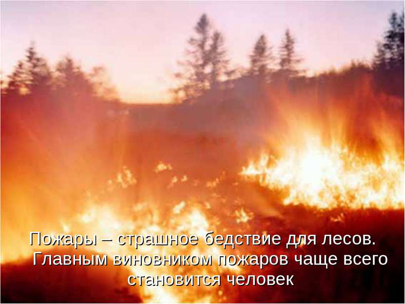 Пожары – страшное бедствие для лесов. Главным виновником пожаров чаще всего с...