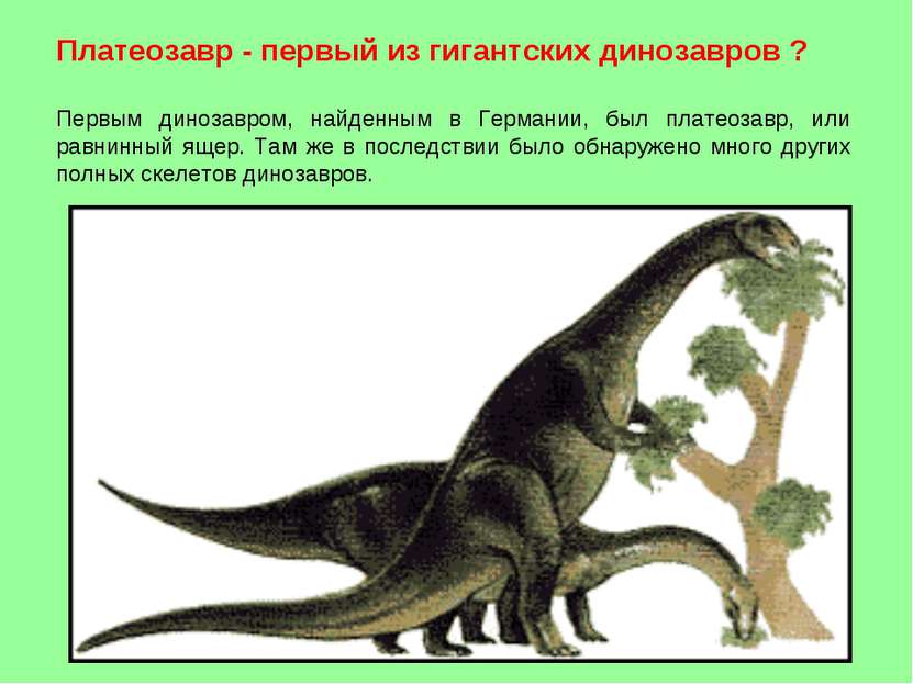 Платеозавр - первый из гигантских динозавров ? Первым динозавром, найденным в...