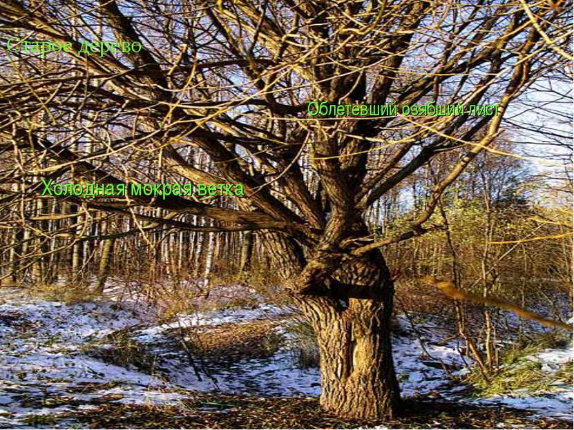 Старое дерево Холодная мокрая ветка Облетевший озябший лист