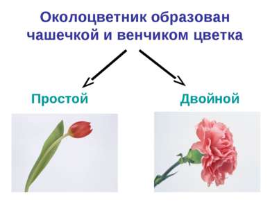 Околоцветник образован чашечкой и венчиком цветка Простой Двойной