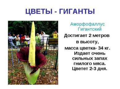 ЦВЕТЫ - ГИГАНТЫ Аморфофаллус Гигантский Достигает 2 метров в высоту, масса цв...