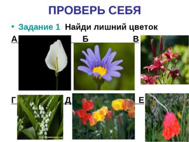 ПРОВЕРЬ СЕБЯ Задание 1 Найди лишний цветок А Б В Г Д Е