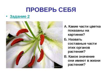 ПРОВЕРЬ СЕБЯ Задание 2 А. Какие части цветка показаны на картинке? Б. Назвать...