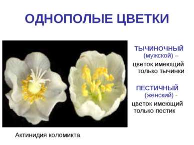 ОДНОПОЛЫЕ ЦВЕТКИ Актинидия коломикта ТЫЧИНОЧНЫЙ (мужской) – цветок имеющий то...