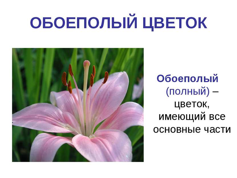 ОБОЕПОЛЫЙ ЦВЕТОК Обоеполый (полный) – цветок, имеющий все основные части