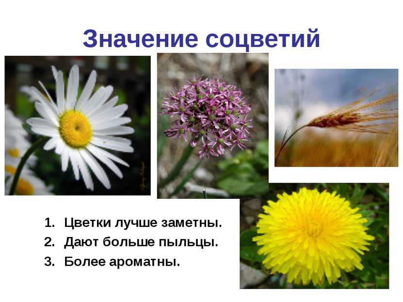 Значение соцветий Цветки лучше заметны. Дают больше пыльцы. Более ароматны.
