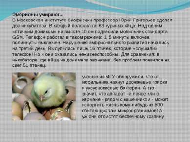 Эмбрионы умирают... В Московском институте биофизики профессор Юрий Григорьев...