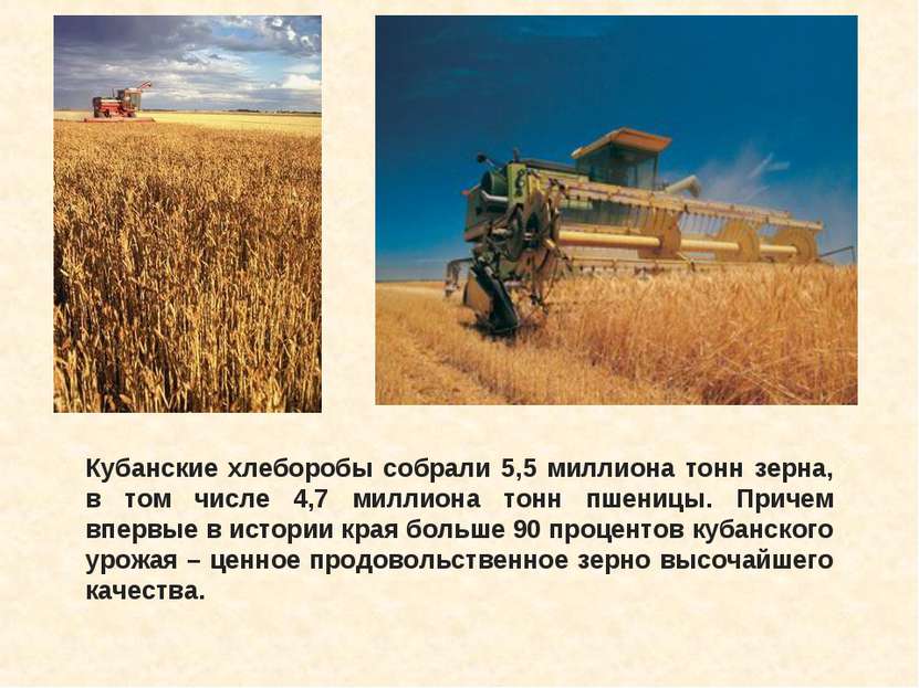 Кубанские хлеборобы собрали 5,5 миллиона тонн зерна, в том числе 4,7 миллиона...