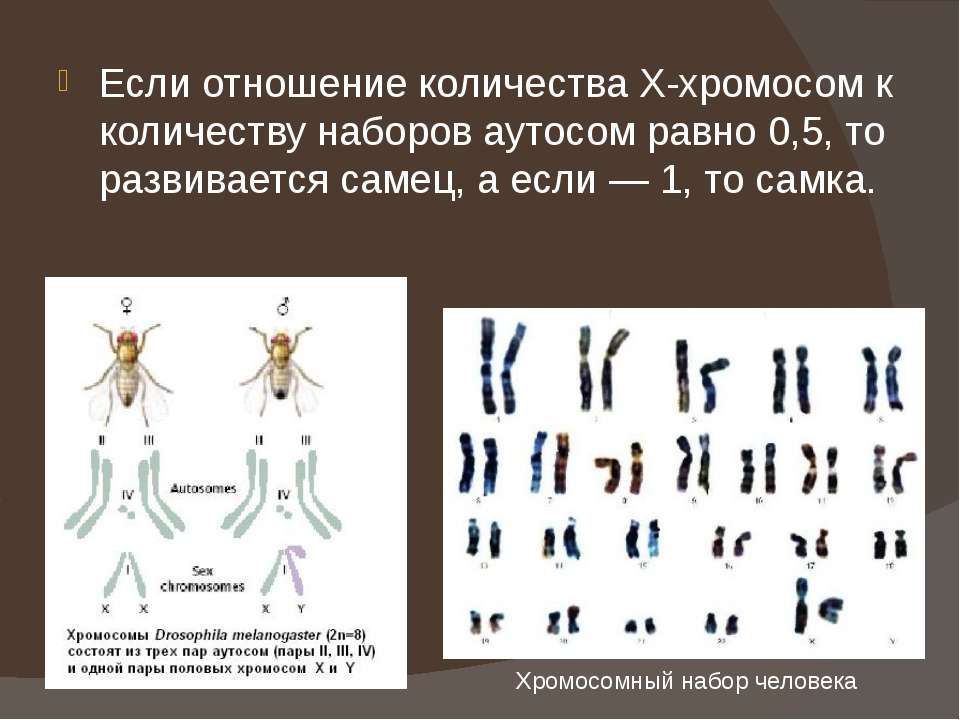 Схема хромосомного набора. Хромосомы человека. Хромосомный набор человека. Набор хромосом у человека. Число аутосом.