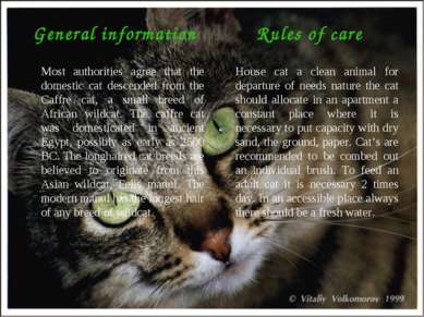 General information Most authorities agree that the domestic cat descended fr...