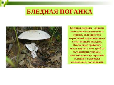 БЛЕДНАЯ ПОГАНКА Бледная поганка - один из самых опасных ядовитых грибов, боль...