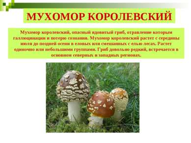 МУХОМОР КОРОЛЕВСКИЙ Мухомор королевский, опасный ядовитый гриб, отравление ко...