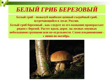 Белый гриб - пожалуй наиболее ценный съедобный гриб, встречающийся в лесах Ро...