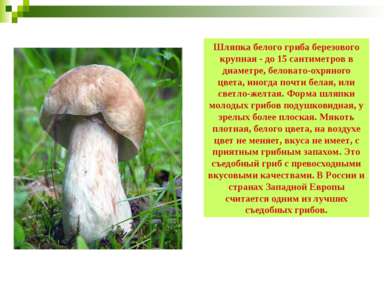 Шляпка белого гриба березового крупная - до 15 сантиметров в диаметре, белова...
