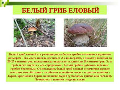 БЕЛЫЙ ГРИБ ЕЛОВЫЙ Белый гриб еловый эта разновидность белых грибов отличается...